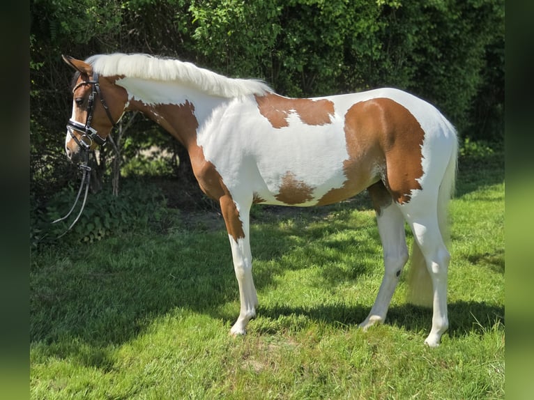Duitse rijpony Merrie 4 Jaar 146 cm Gevlekt-paard in Salzhemmendorf