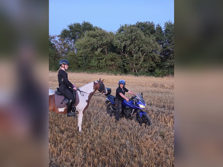 Duitse rijpony Merrie 4 Jaar 146 cm Gevlekt-paard in Augustenborg