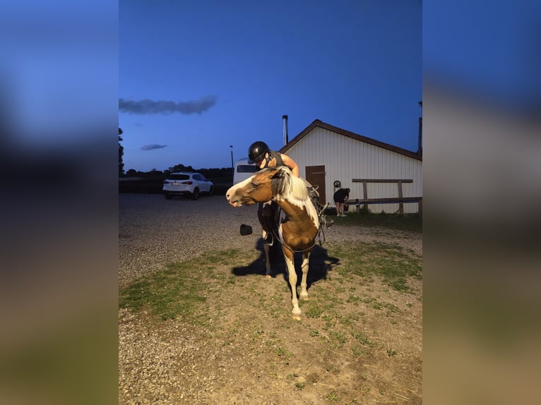 Duitse rijpony Merrie 4 Jaar 146 cm Gevlekt-paard in Augustenborg