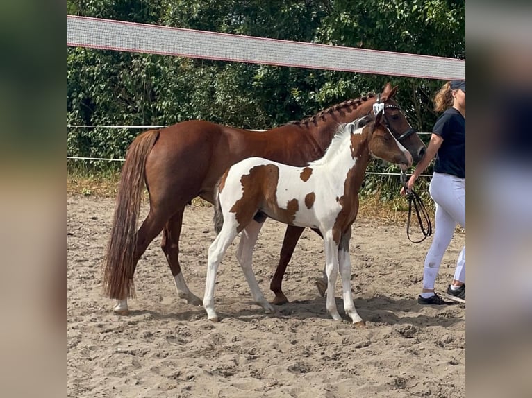 Duitse rijpony Merrie 4 Jaar 146 cm Gevlekt-paard in Augustenborg
