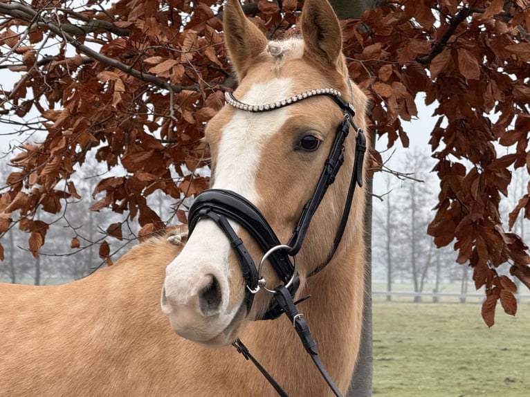 Duitse rijpony Merrie 4 Jaar 146 cm Palomino in Trebbin