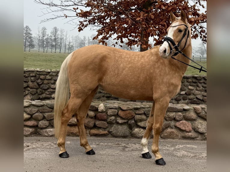 Duitse rijpony Merrie 4 Jaar 146 cm Palomino in Trebbin