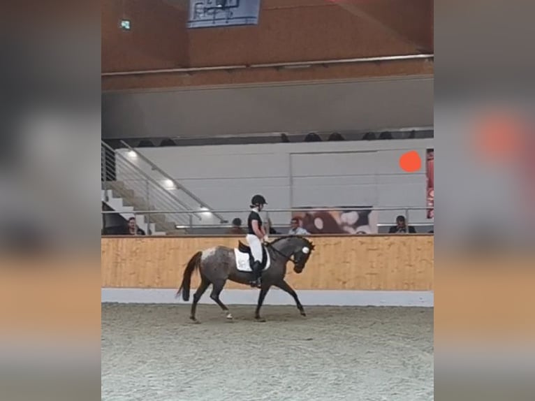 Duitse rijpony Merrie 4 Jaar 146 cm Roan-Red in Ganderkesee