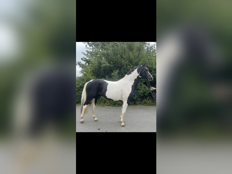 Duitse rijpony Merrie 4 Jaar 146 cm in Högel