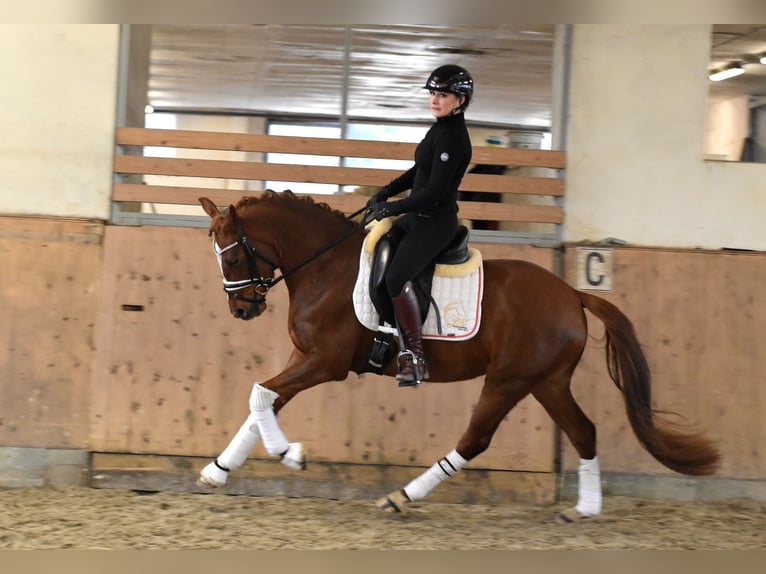 Duitse rijpony Merrie 4 Jaar 146 cm Vos in Kl&#xF6;tze