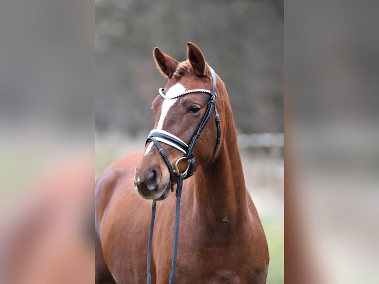 Duitse rijpony Merrie 4 Jaar 146 cm Vos in Kl&#xF6;tze