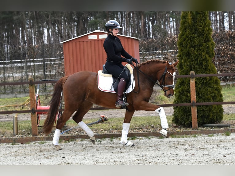 Duitse rijpony Merrie 4 Jaar 146 cm Vos in Kl&#xF6;tze