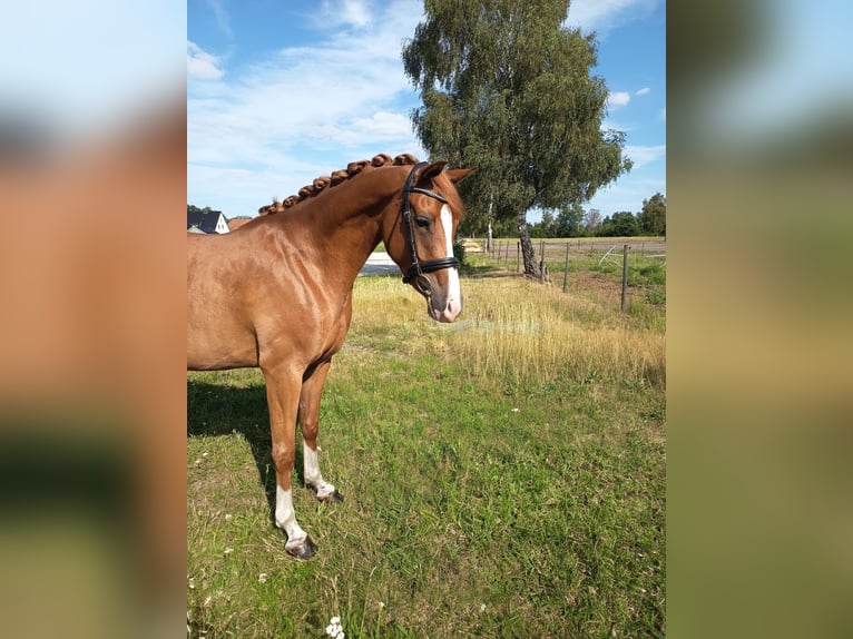 Duitse rijpony Merrie 4 Jaar 146 cm Vos in Steimbke