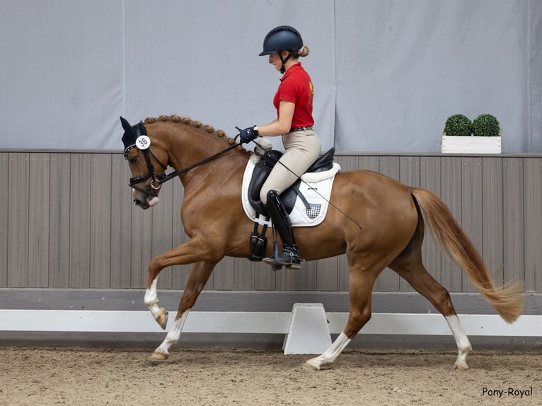 Duitse rijpony Merrie 4 Jaar 146 cm Vos in Steinfeld (Oldenburg)