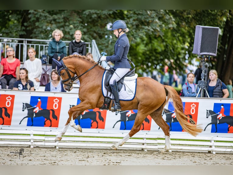 Duitse rijpony Merrie 4 Jaar 146 cm Vos in Steinfeld (Oldenburg)