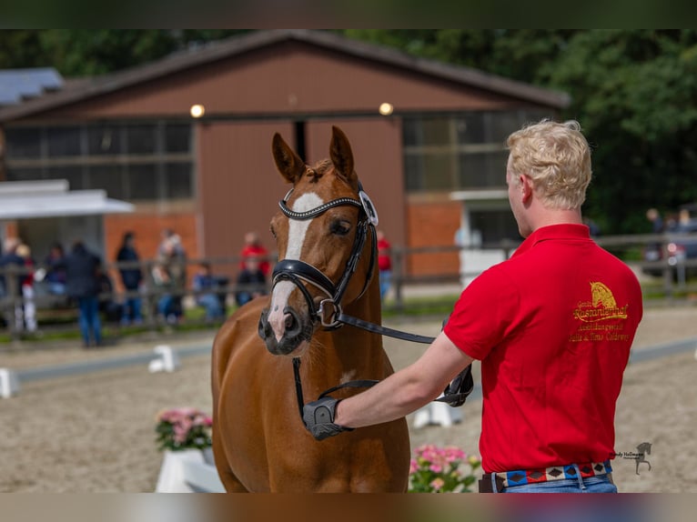 Duitse rijpony Merrie 4 Jaar 146 cm Vos in Steinfeld (Oldenburg)