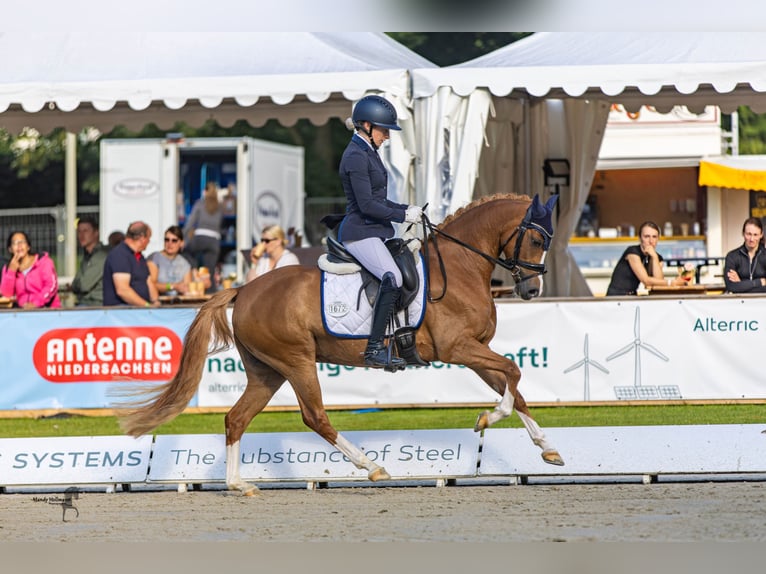 Duitse rijpony Merrie 4 Jaar 146 cm Vos in Steinfeld (Oldenburg)