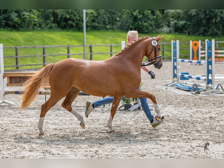 Duitse rijpony Merrie 4 Jaar 146 cm Vos in Steinfeld (Oldenburg)