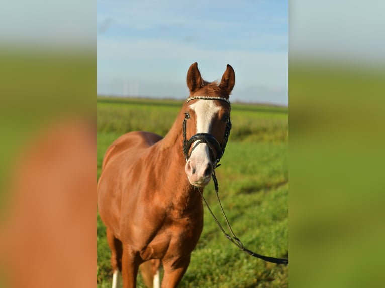 Duitse rijpony Merrie 4 Jaar 146 cm Vos in Geilenkirchen