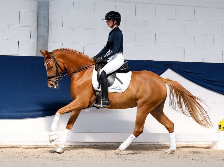 Duitse rijpony Merrie 4 Jaar 146 cm Vos in Marsberg