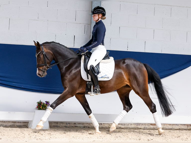 Duitse rijpony Merrie 4 Jaar 146 cm Zwartbruin in Marsberg