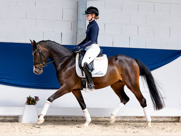 Duitse rijpony Merrie 4 Jaar 146 cm Zwartbruin in Marsberg