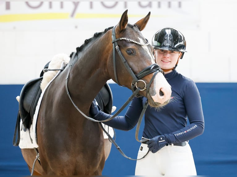 Duitse rijpony Merrie 4 Jaar 146 cm Zwartbruin in Marsberg