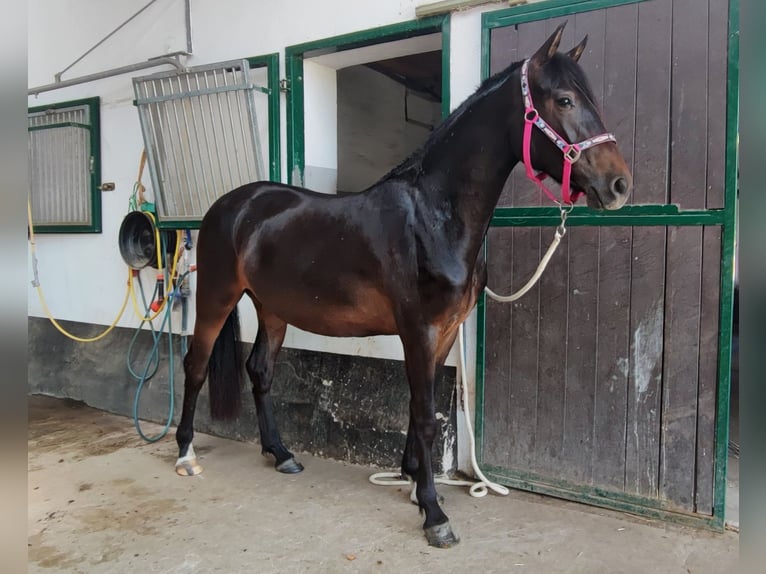 Duitse rijpony Merrie 4 Jaar 146 cm Zwartbruin in Selm