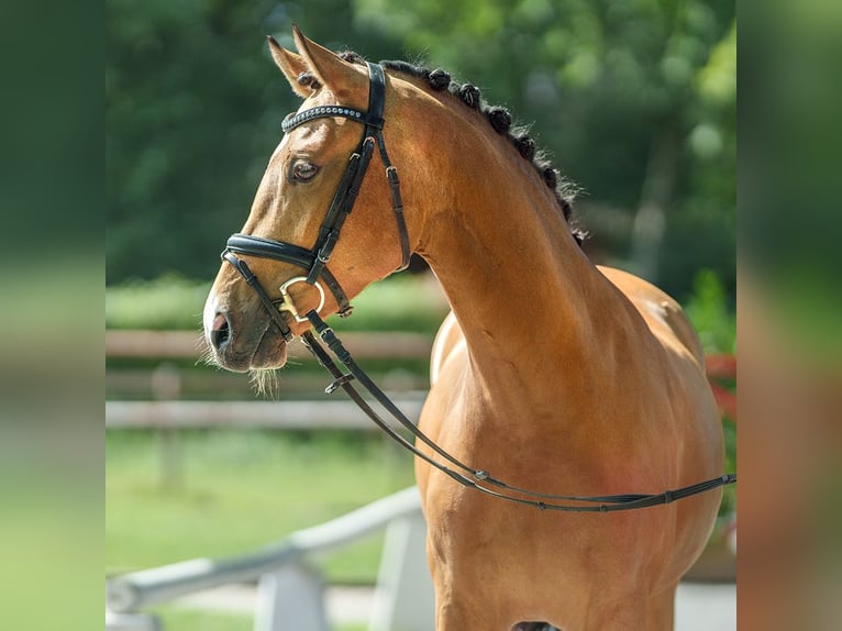 Duitse rijpony Merrie 4 Jaar 147 cm Brown Falb schimmel in Münster