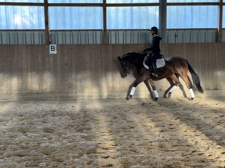 Duitse rijpony Merrie 4 Jaar 147 cm Bruin in Walsrode