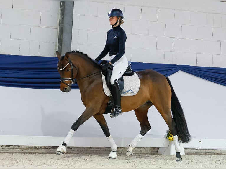 Duitse rijpony Merrie 4 Jaar 147 cm Bruin in Marsberg Duitse rijpony Merrie 4 Jaar 147 cm Bruin in Marsberg