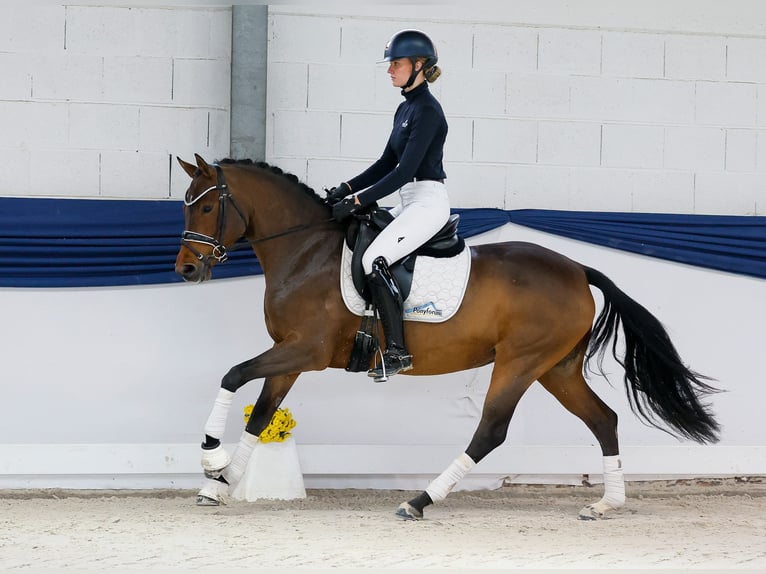 Duitse rijpony Merrie 4 Jaar 147 cm Bruin in Marsberg Duitse rijpony Merrie 4 Jaar 147 cm Bruin in Marsberg