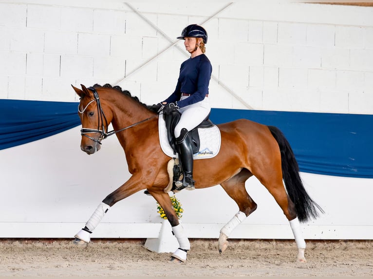 Duitse rijpony Merrie 4 Jaar 147 cm Bruin in Marsberg