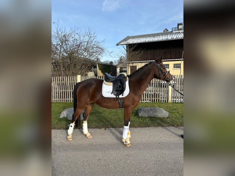 Duitse rijpony Merrie 4 Jaar 147 cm Bruin in Allershausen