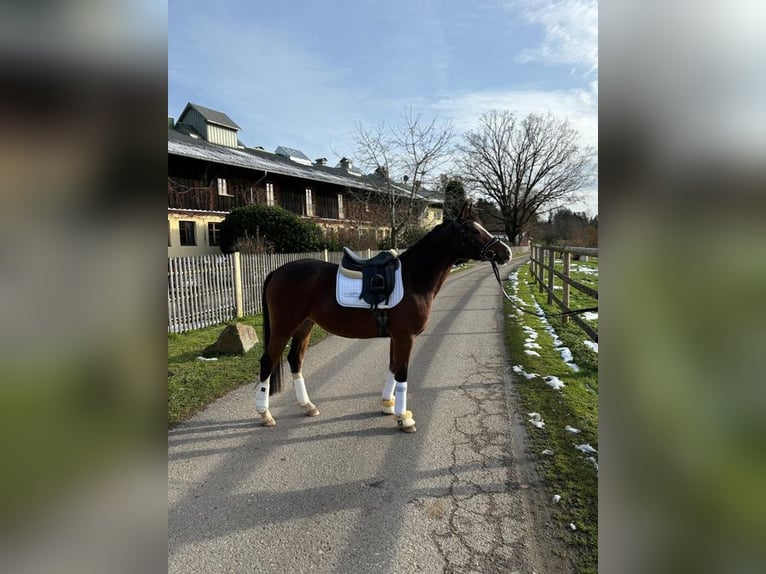 Duitse rijpony Merrie 4 Jaar 147 cm Bruin in Allershausen