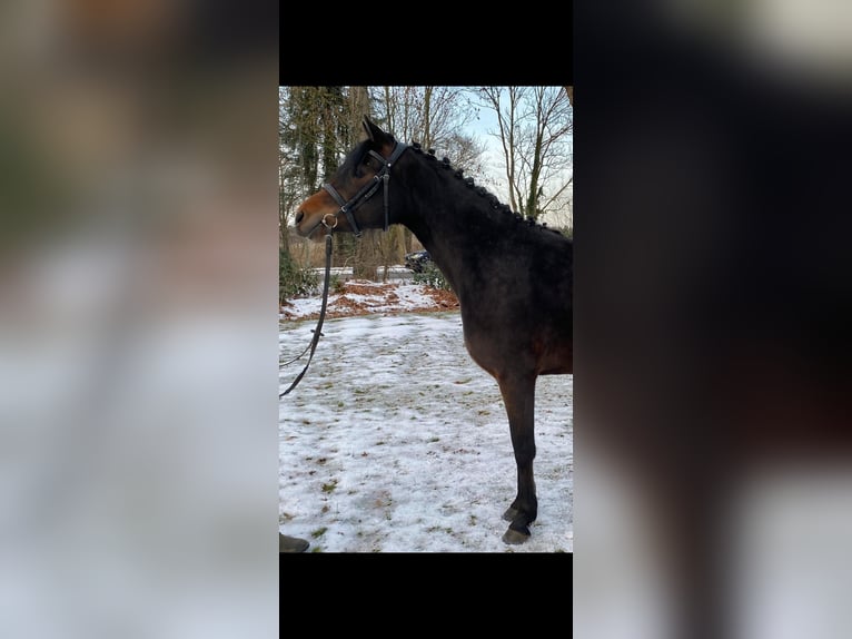 Duitse rijpony Merrie 4 Jaar 147 cm Bruin in Hagen im Bremischen
