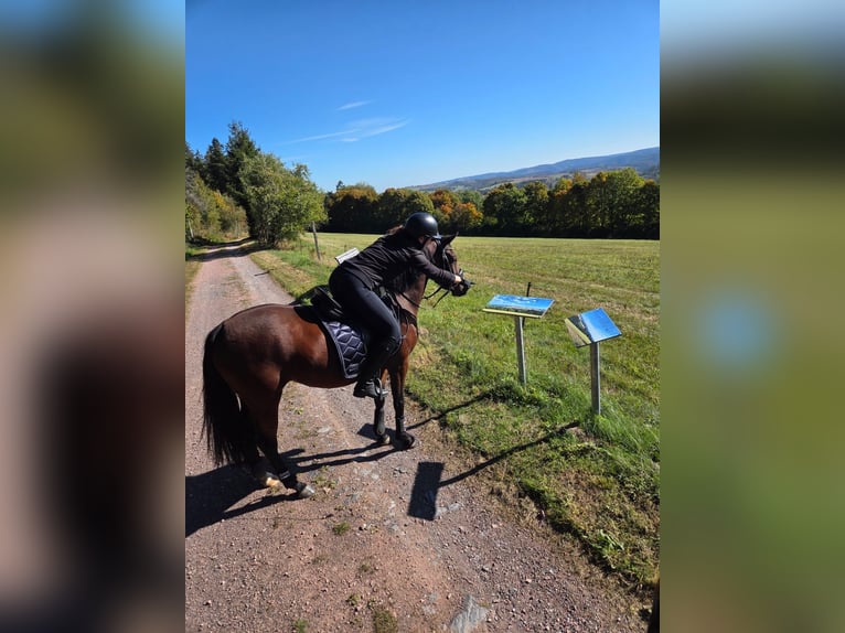 Duitse rijpony Merrie 4 Jaar 147 cm Bruin in Uhlstädt-Kirchhasel