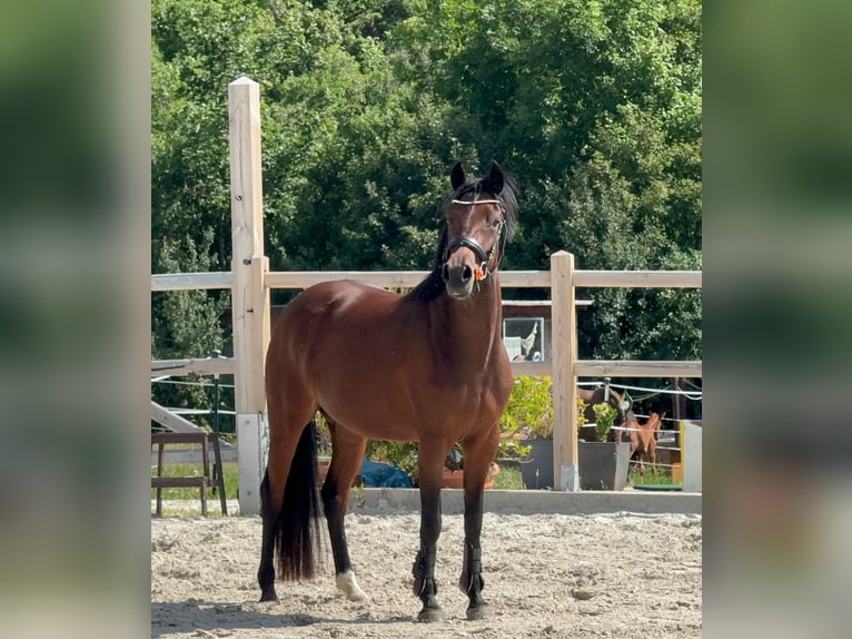 Duitse rijpony Merrie 4 Jaar 147 cm Bruin in Uhlstädt-Kirchhasel