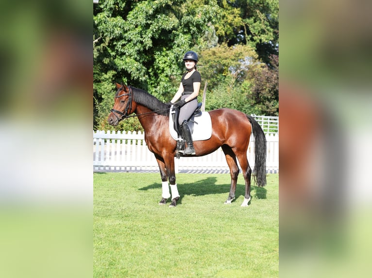 Duitse rijpony Merrie 4 Jaar 147 cm Bruin in Stuhr