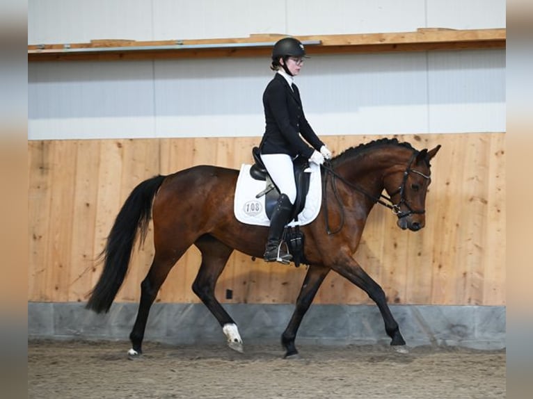 Duitse rijpony Merrie 4 Jaar 147 cm Bruin in Stuhr