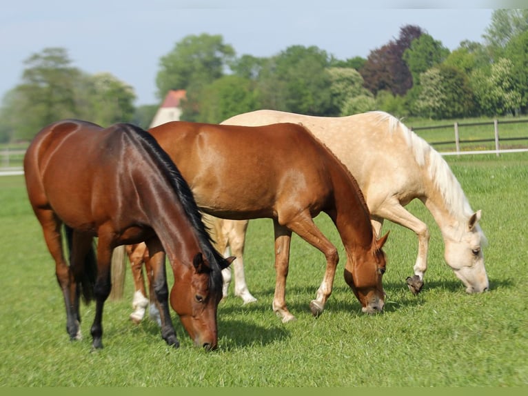 Duitse rijpony Merrie 4 Jaar 147 cm Bruin in Stuhr