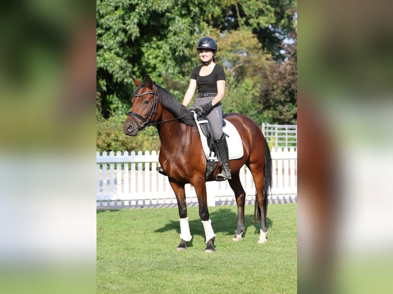 Duitse rijpony Merrie 4 Jaar 147 cm Bruin in Stuhr