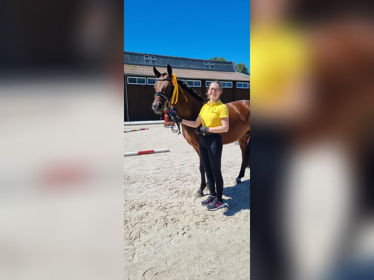 Duitse rijpony Merrie 4 Jaar 147 cm Bruin in Stuhr