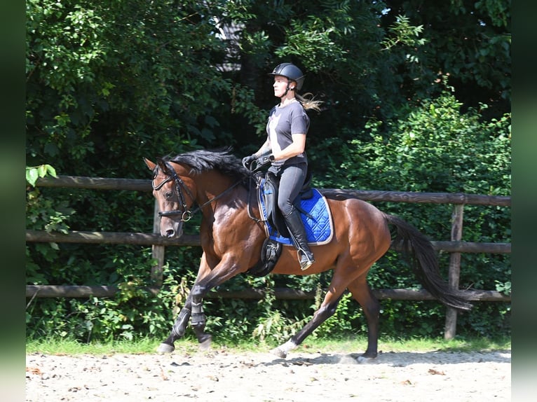 Duitse rijpony Merrie 4 Jaar 147 cm Bruin in Stuhr