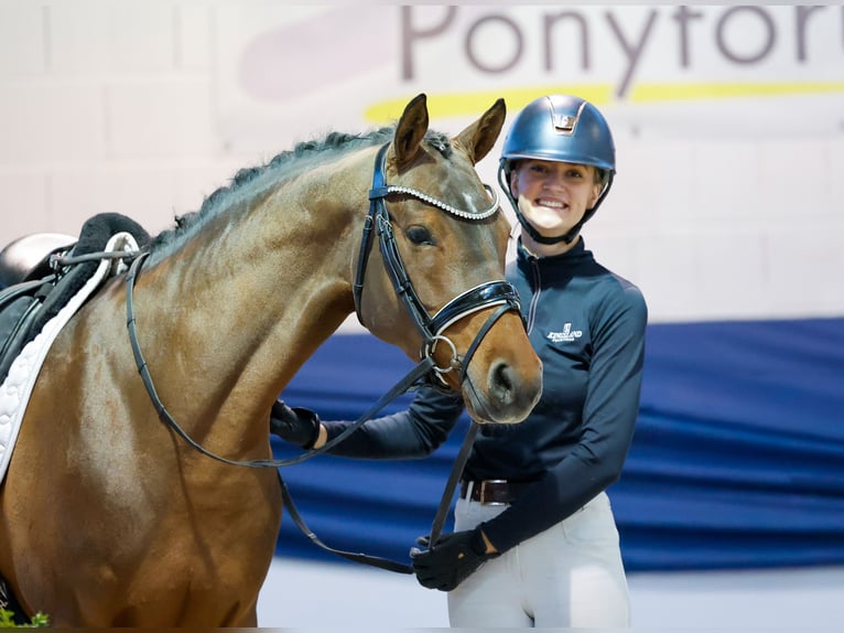 Duitse rijpony Merrie 4 Jaar 147 cm Bruin in Marsberg