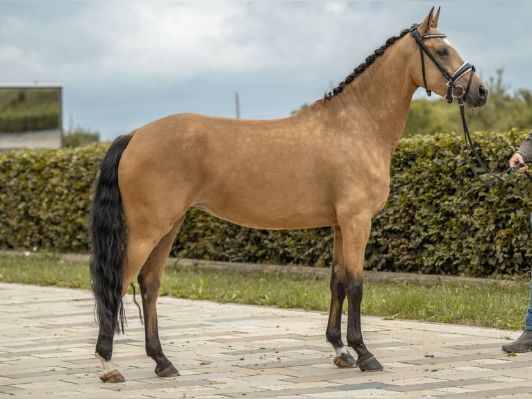 Duitse rijpony Merrie 4 Jaar 147 cm Buckskin in Gomadingen