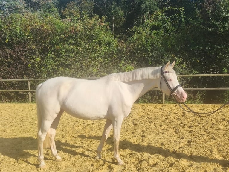 Duitse rijpony Merrie 4 Jaar 147 cm Cremello in Drensteinfurt
