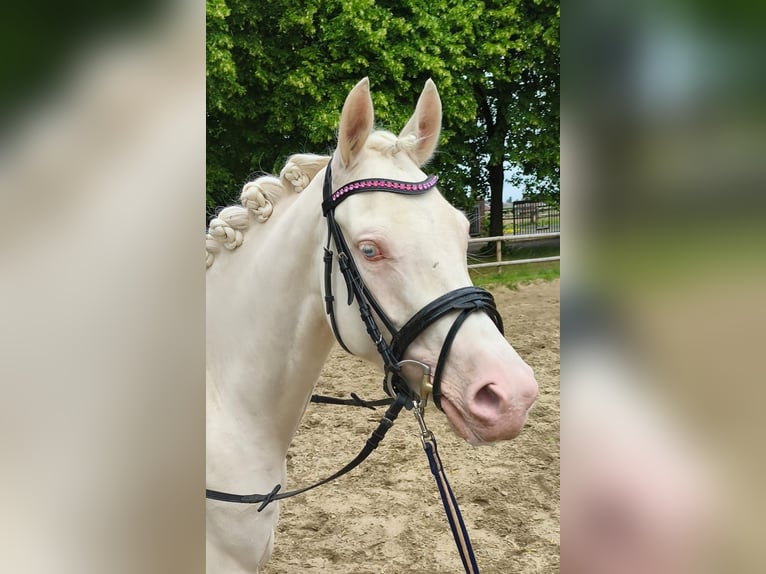 Duitse rijpony Merrie 4 Jaar 147 cm Cremello in Drensteinfurt
