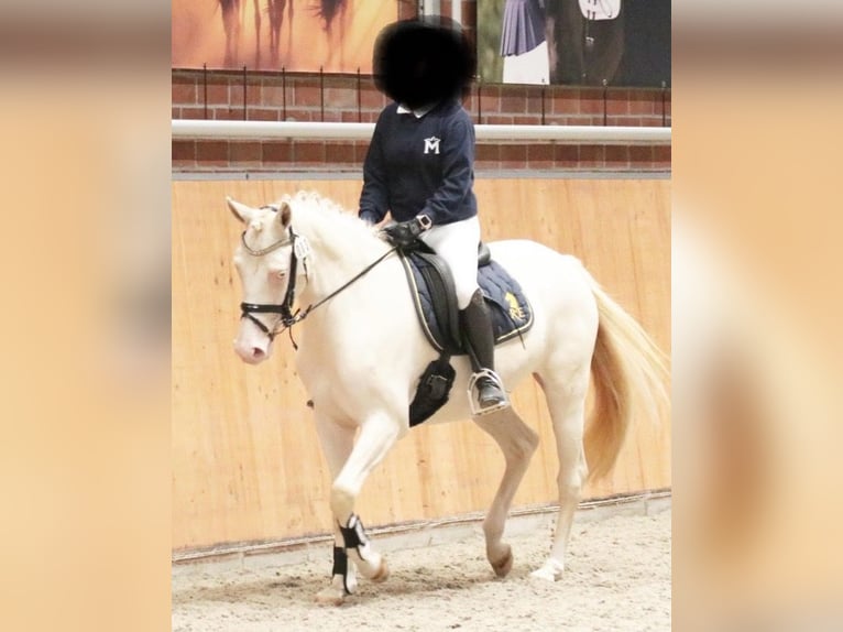 Duitse rijpony Merrie 4 Jaar 147 cm Cremello in Weitenhagen