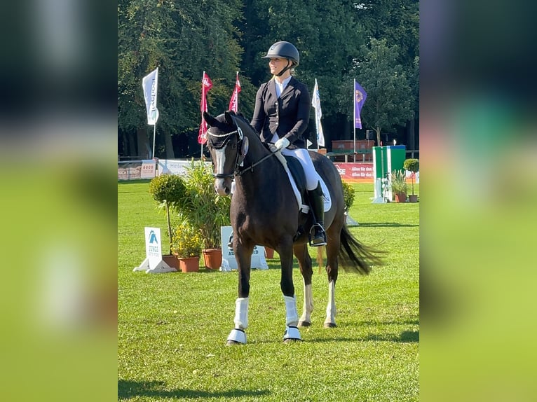 Duitse rijpony Merrie 4 Jaar 147 cm Donkerbruin in Ahrensburg