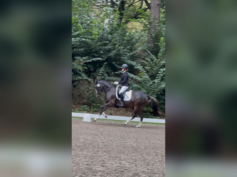 Duitse rijpony Merrie 4 Jaar 147 cm Donkerbruin in Ahrensburg
