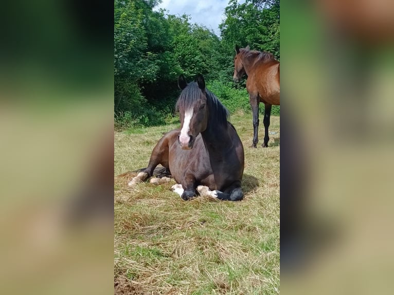Duitse rijpony Merrie 4 Jaar 147 cm Donkerbruin in Ahrensburg