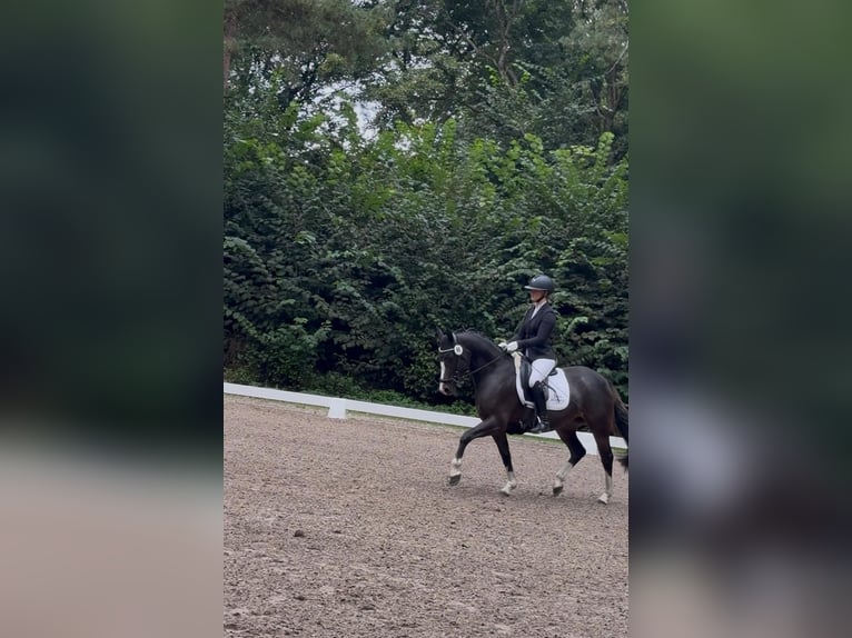 Duitse rijpony Merrie 4 Jaar 147 cm Donkerbruin in Ahrensburg