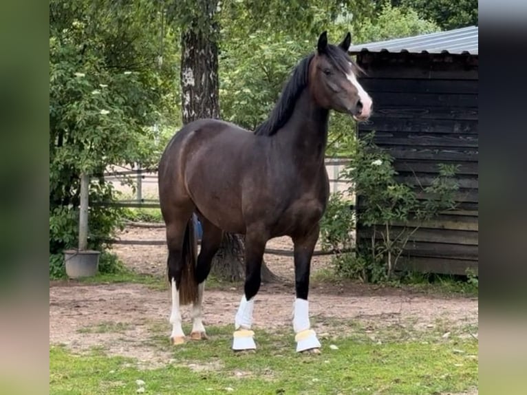 Duitse rijpony Merrie 4 Jaar 147 cm Donkerbruin in Ahrensburg