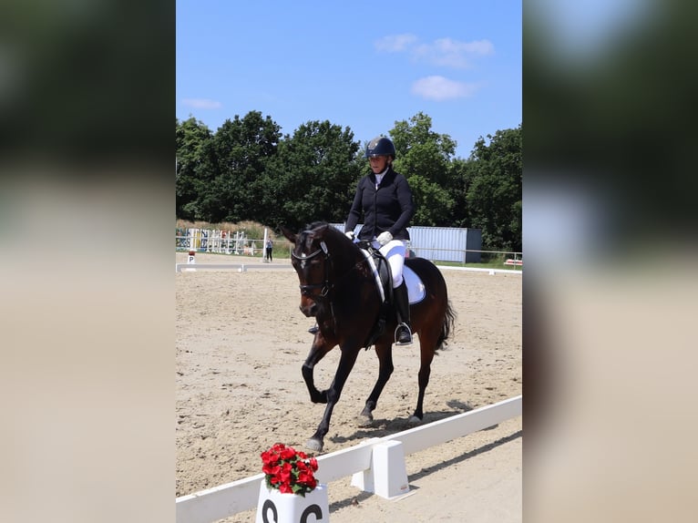 Duitse rijpony Merrie 4 Jaar 147 cm Donkerbruin in Varel